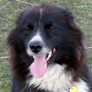Bear was adopted in August, 2010